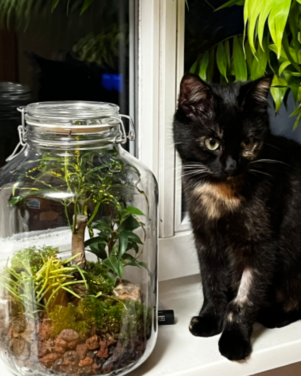 Missing Cat - Frohburg