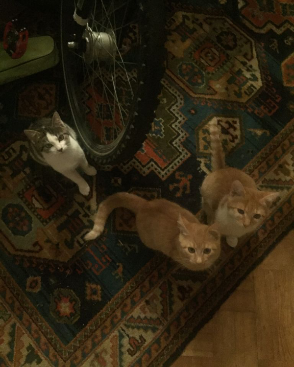 Missing Cat - 73479 Ellwangen 