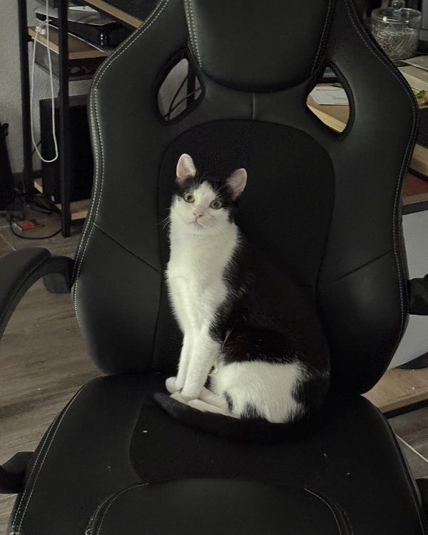 Found Cat - Ebenweiler