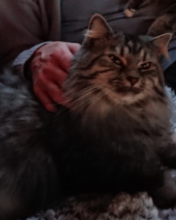 Missing Cat - Hüffelsheim