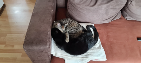 Missing Cat - Podelzig