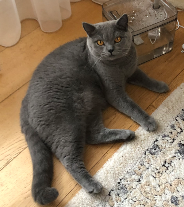 Found Cat - Buchholz in der Nordheide