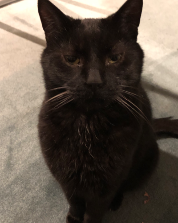 Missing Cat - Grevenbroich