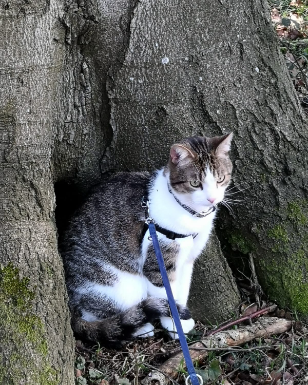 Missing Cat - Preetz