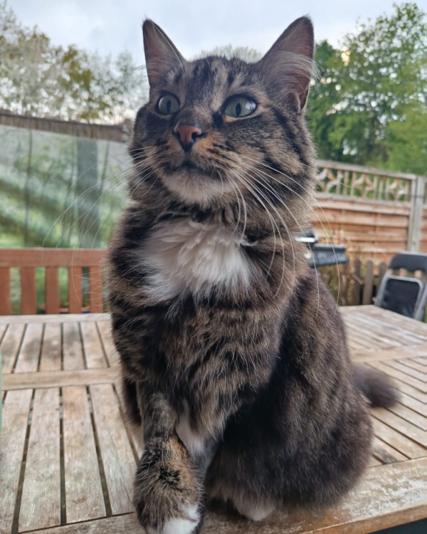 Found Cat - Dormagen