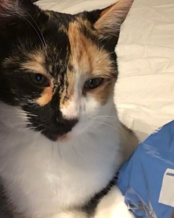 Missing Cat - Bad Endbach