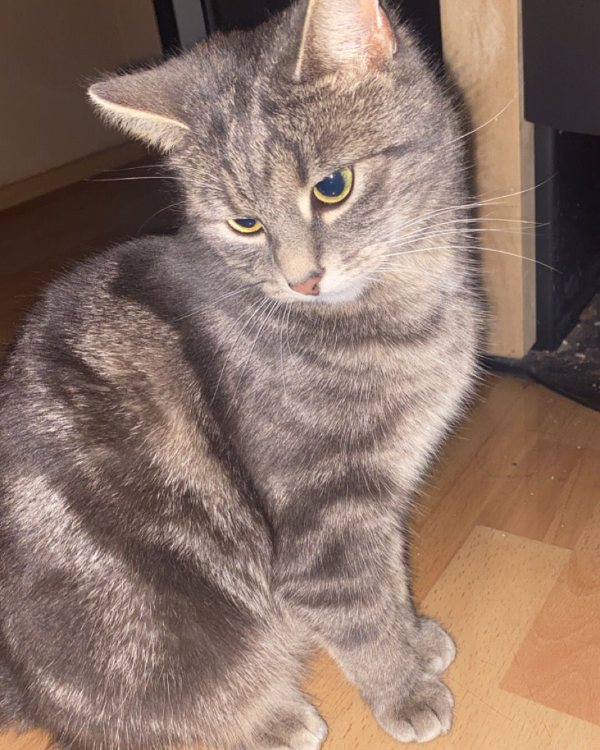 Missing Cat - Burkardroth