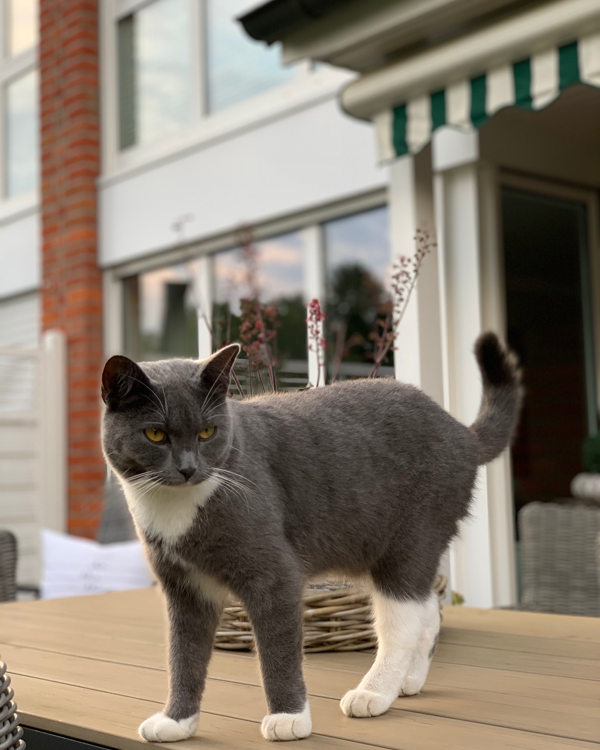 Found Cat - Seevetal