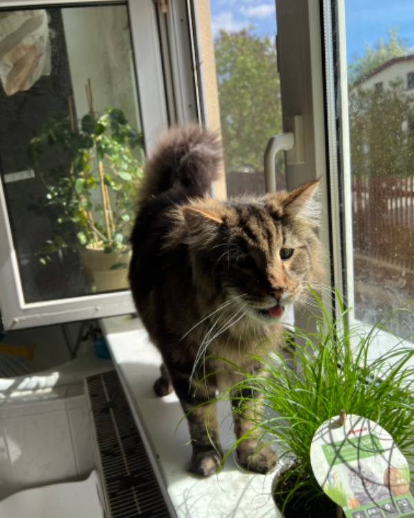 Missing Cat - Auerbach/Vogtland