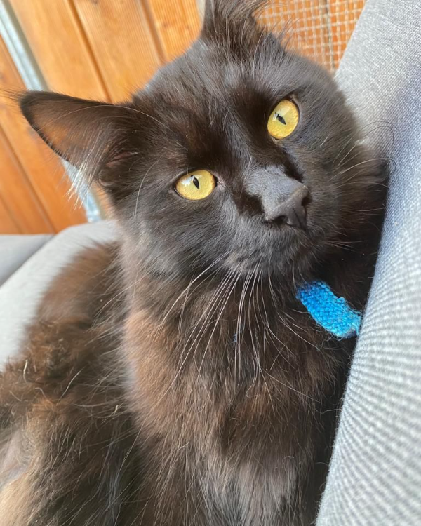 Missing Cat - Kirchberg