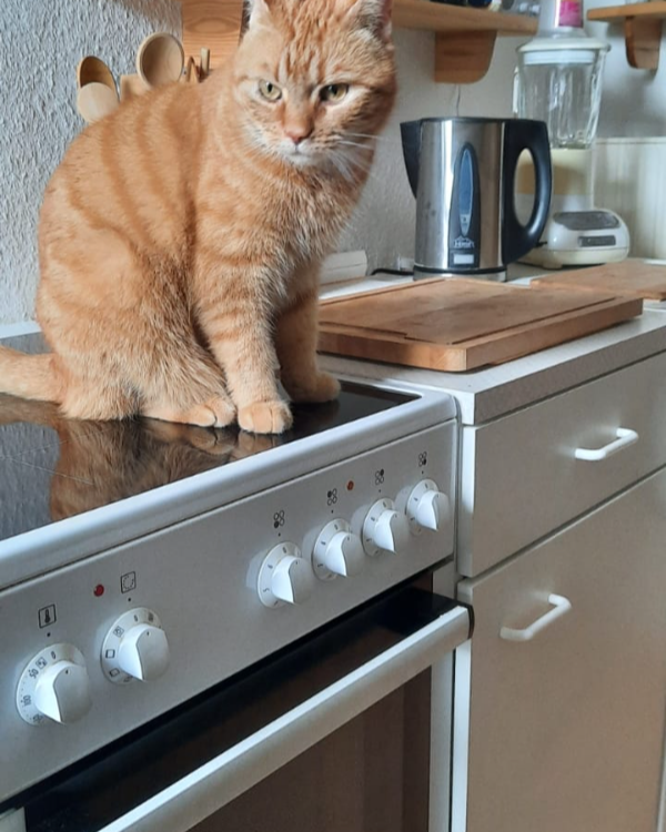 Missing Cat - Schleswig