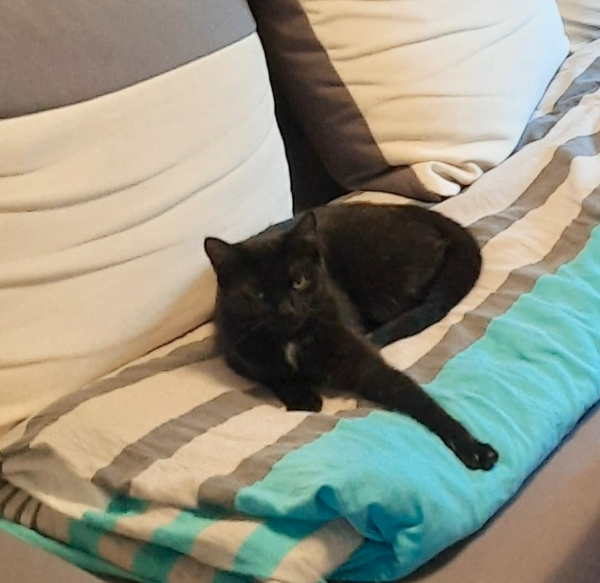 Missing Cat - Bad Arolsen