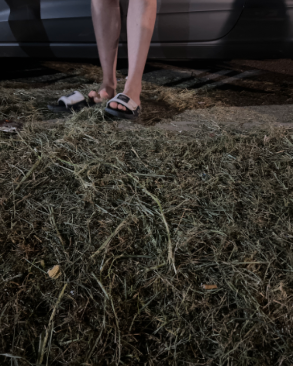 Missing Cat - Trupale