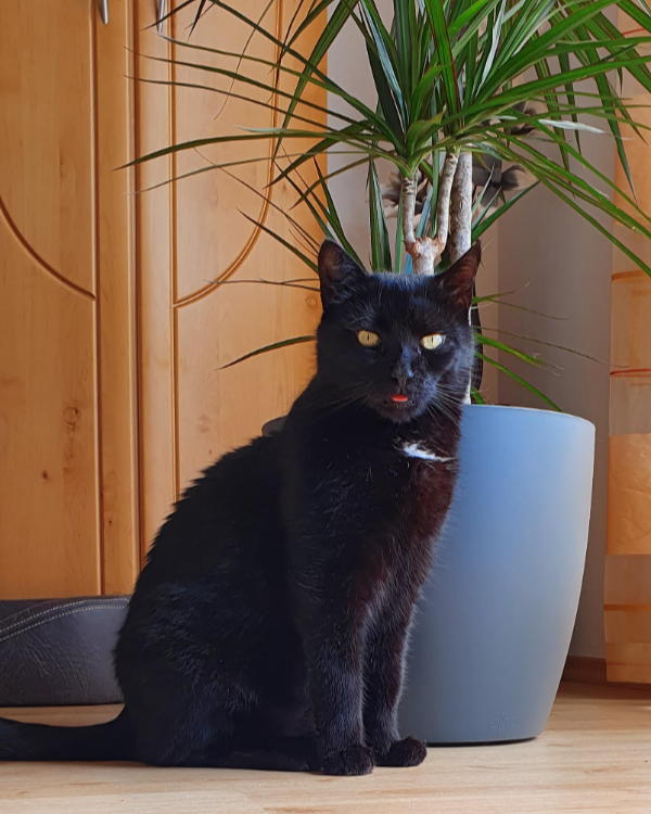 Found Cat - Thalmassing