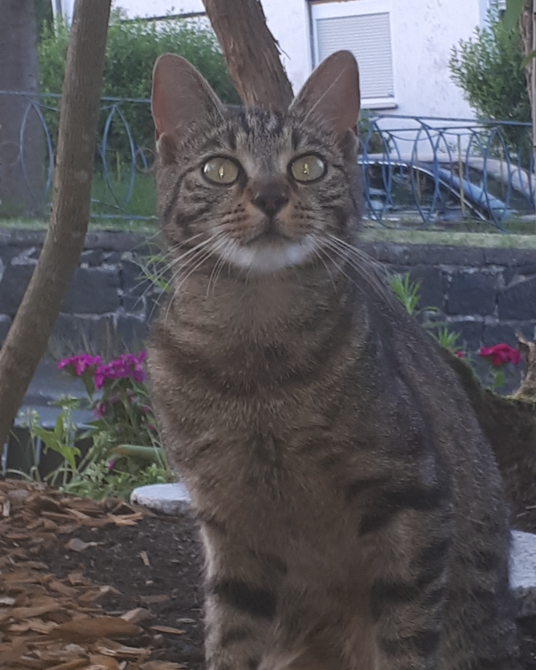 Missing Cat - Biedenkopf