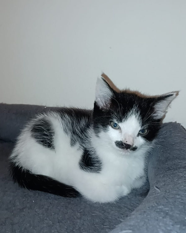 Missing Cat - Frohburg