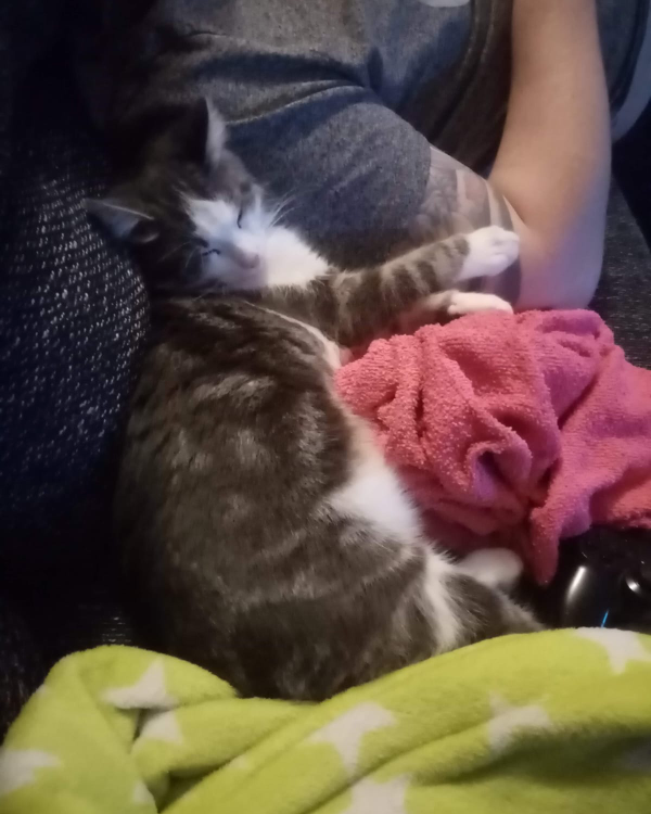 Missing Cat - Mallersdorf-Pfaffenberg