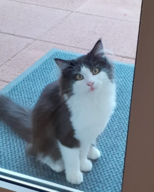 Missing Cat - Wertheim