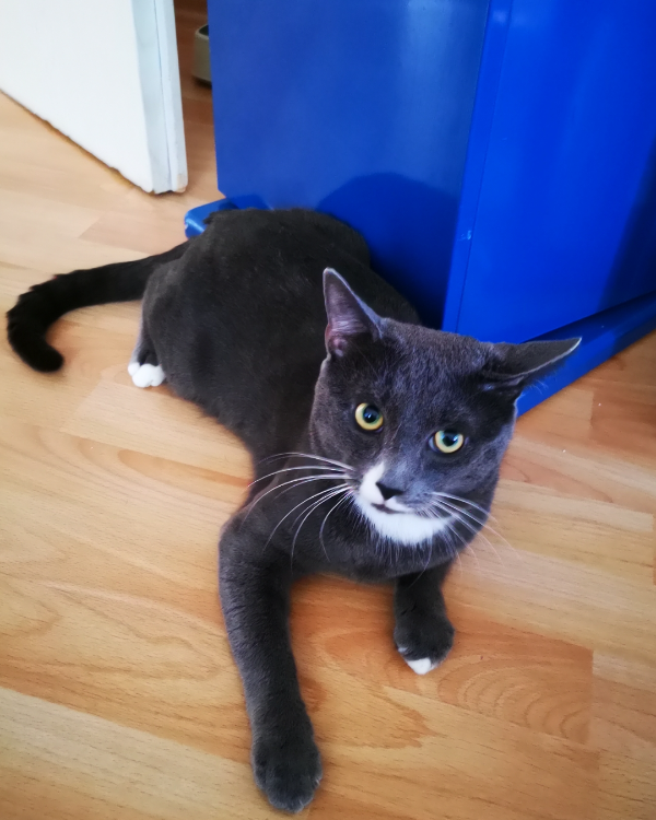 Missing Cat - Plauen