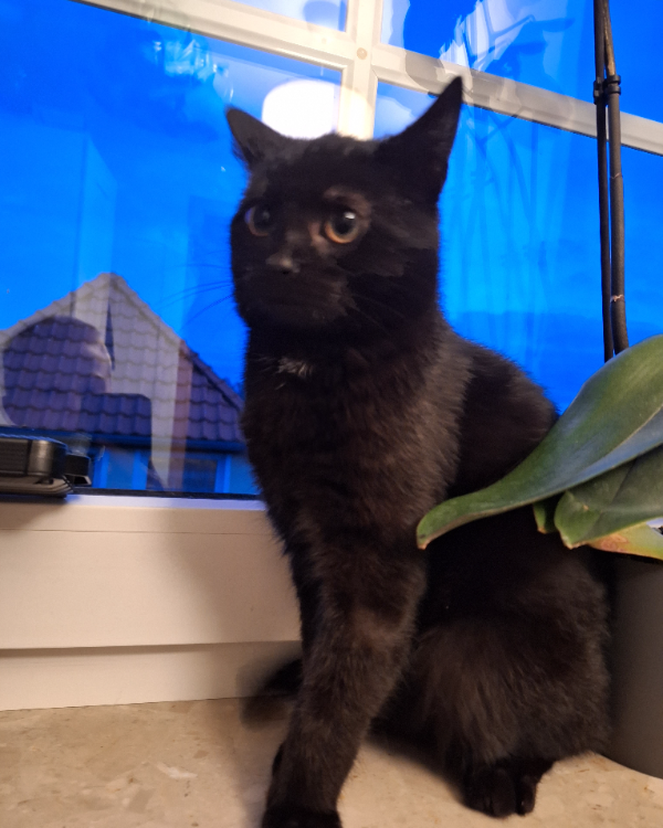 Missing Cat - Grimmen