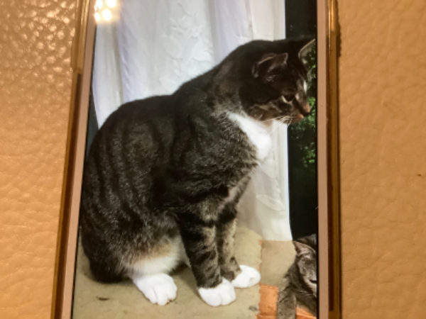 Missing Cat - Katlenburg-Lindau