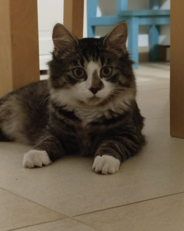 Missing Cat - Oschatz