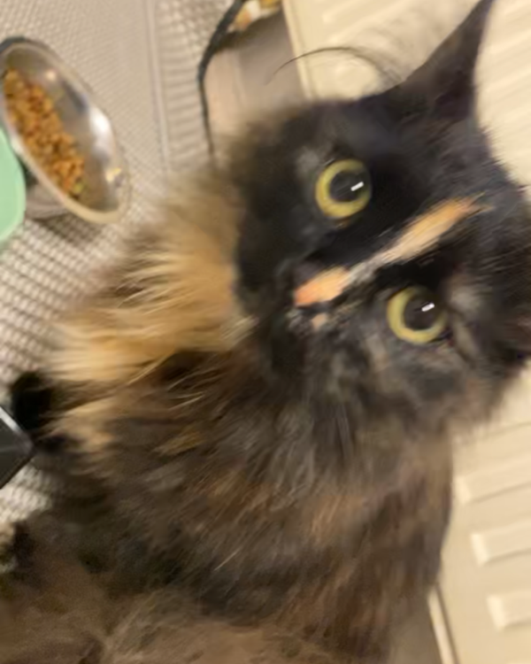 Missing Cat - Lichtenau