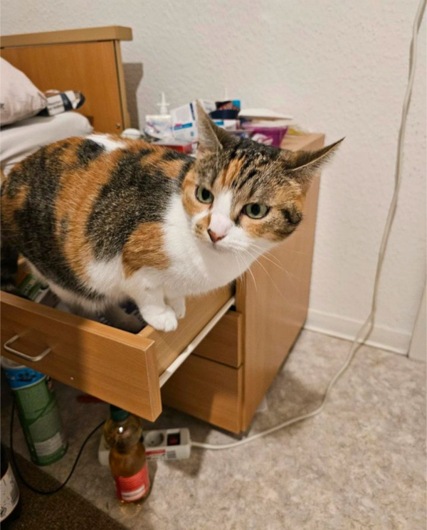 Missing Cat - Rasdorf