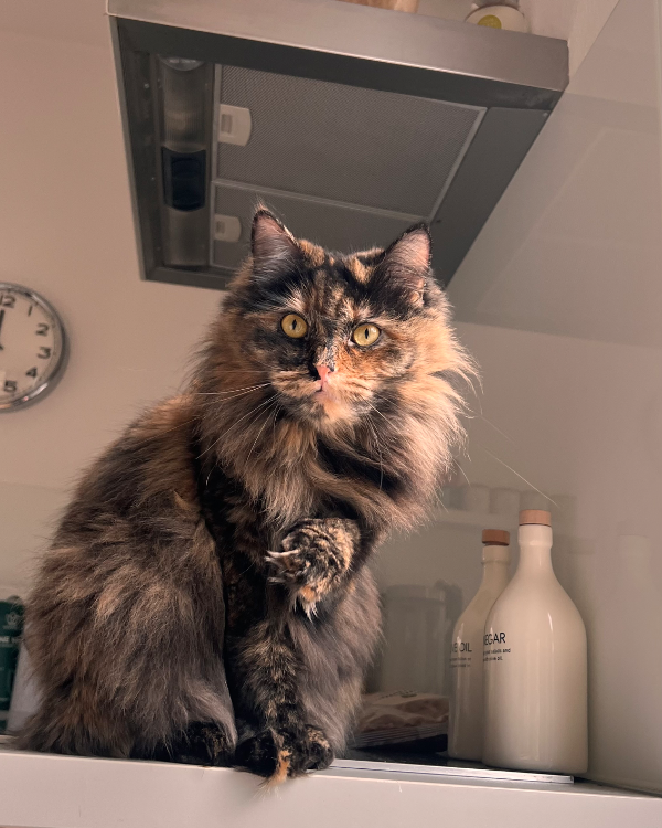 Missing Cat - Deutsch Evern