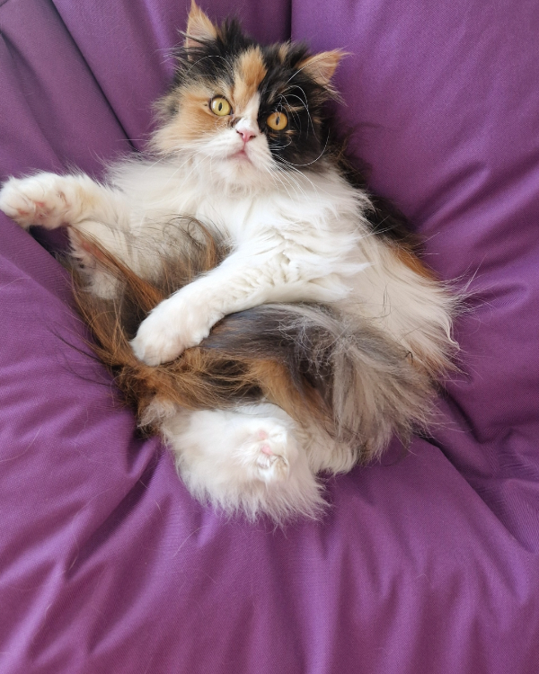 Missing Cat - Fürstenfeldbruck