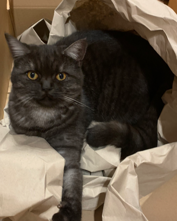 Missing Cat - Essenbach