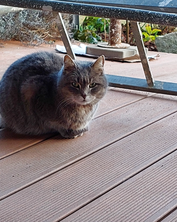 Missing Cat - Niederaichbach