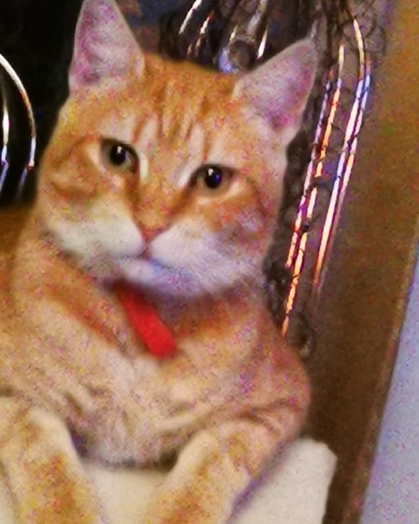 Missing Cat - Hohe Börde