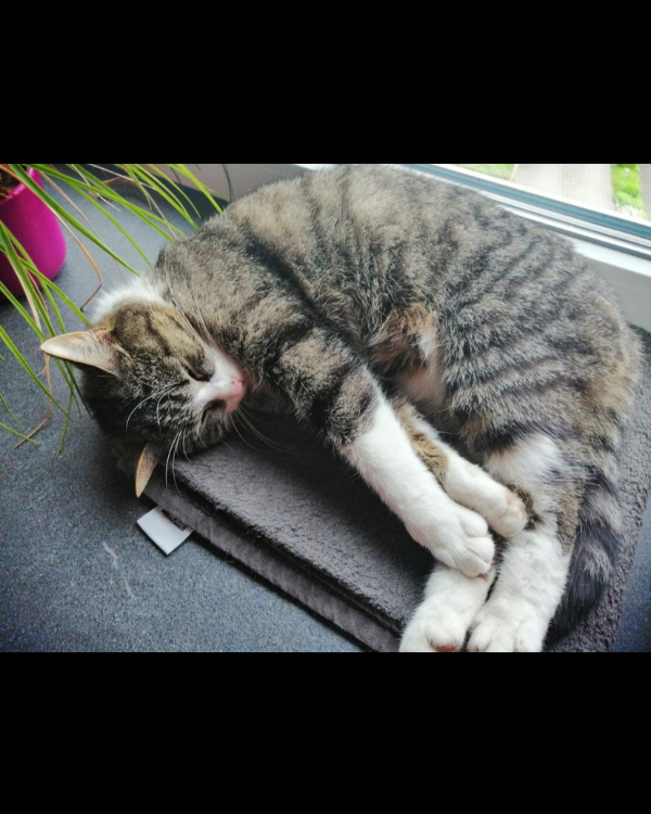 Missing Cat - Unknown