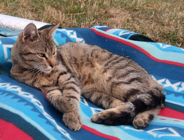 Missing Cat - Bad Harzburg