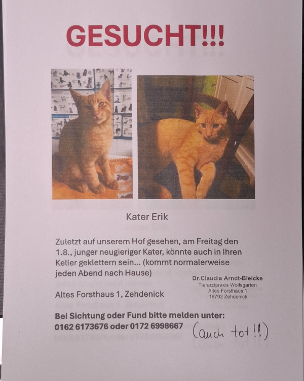 Missing Cat - Zehdenick