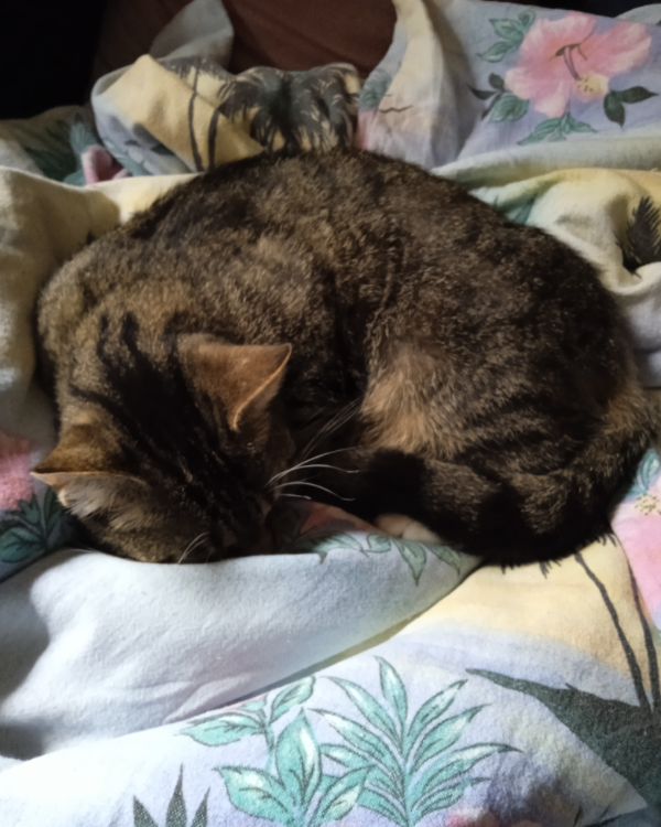 Missing Cat - Boitze