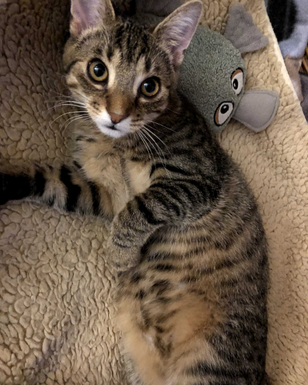 Missing Cat - Amt Creuzburg