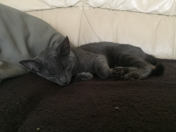 Missing Cat - Hopsten