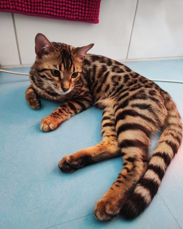 Missing Cat - Lauingen