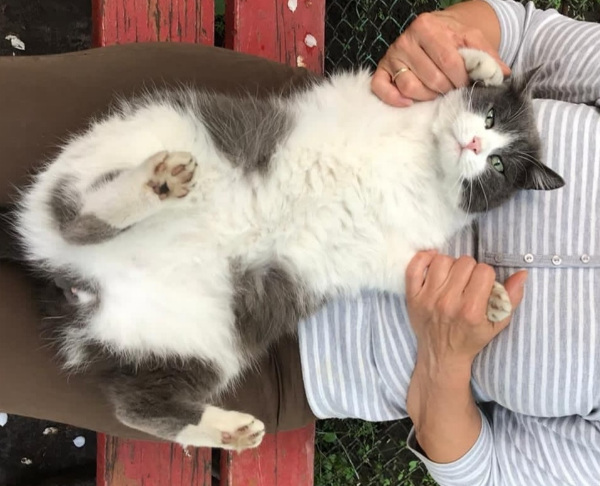 Missing Cat - Oradivka