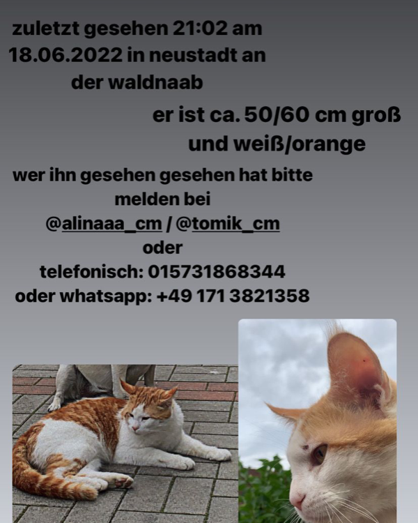 Missing Cat - Neustadt an der Waldnaab