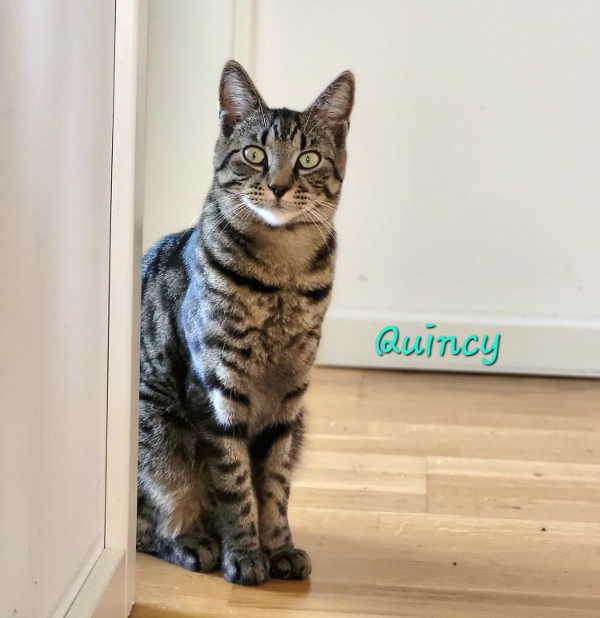 Missing Cat - Schönkirchen