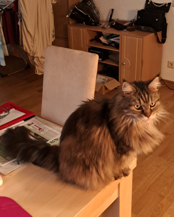 Missing Cat - Lohmen