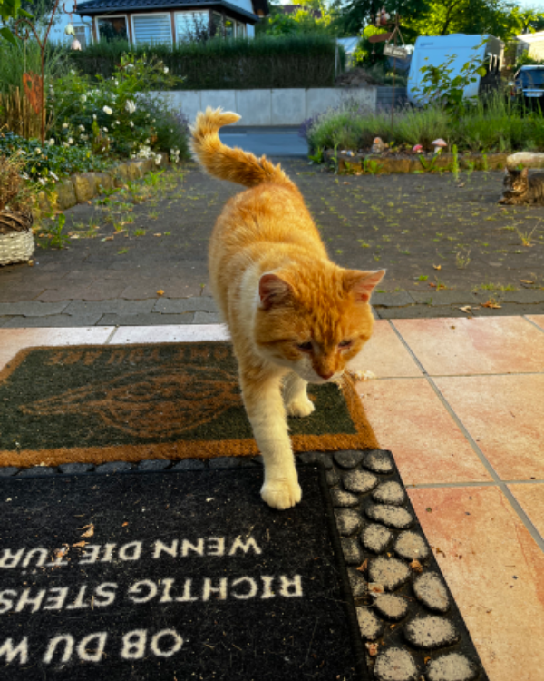 Found Cat - Stadtallendorf