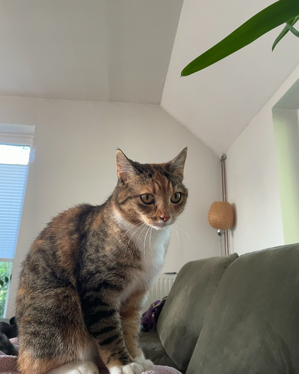 Missing Cat - Ovelgönne