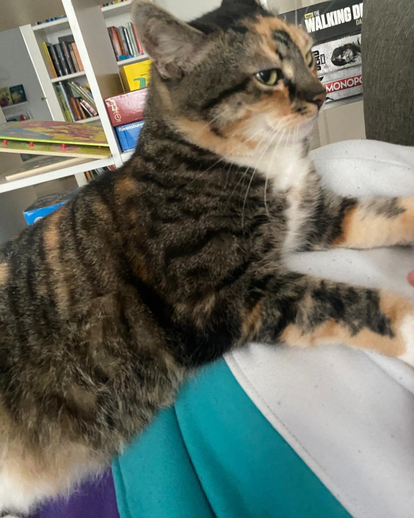 Missing Cat - Naumburg (Saale)