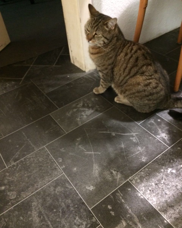 Missing Cat - Gransee