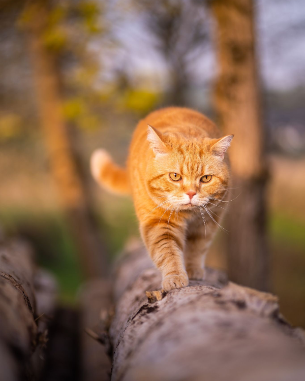 Missing Cat - Gieboldehausen