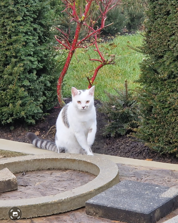 Missing Cat - Beratzhausen